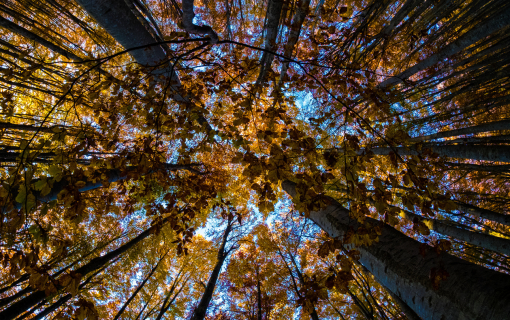 L'autunno e le sue meraviglie